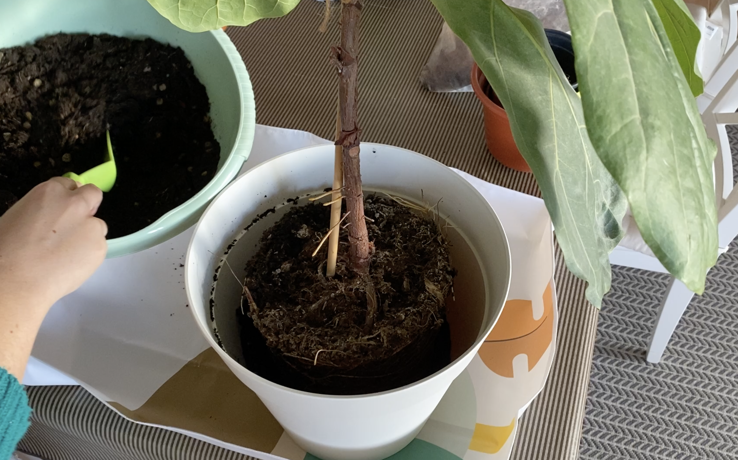 Dicas para que o transplante de plantas de interior ocorra com o menor stresse para as plantas e pouca sujidade