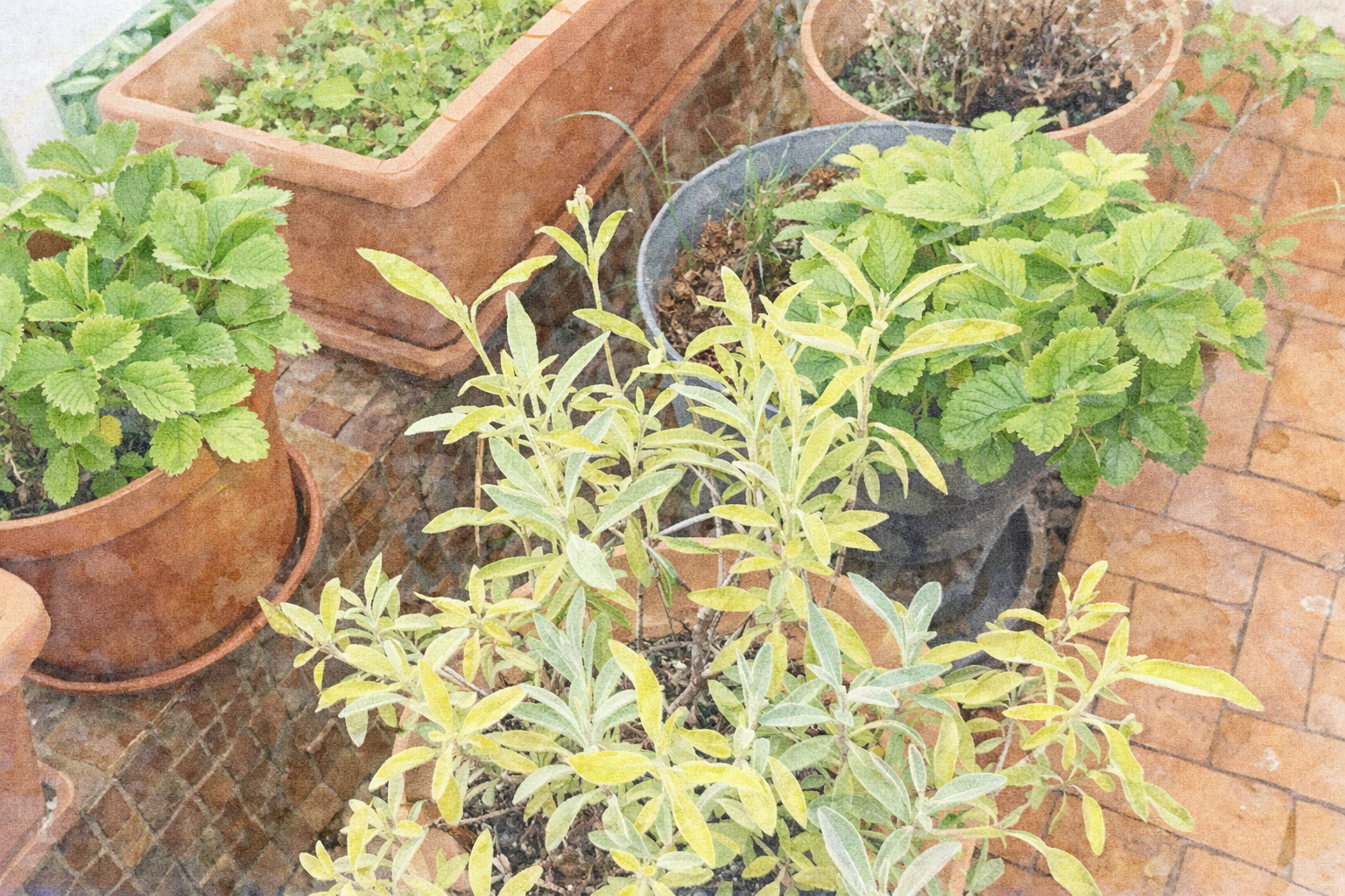 Como a pesquisa correta sobre as plantas antes de as escolher é fundamental e qual a diferença entre plantas anuais e perenes