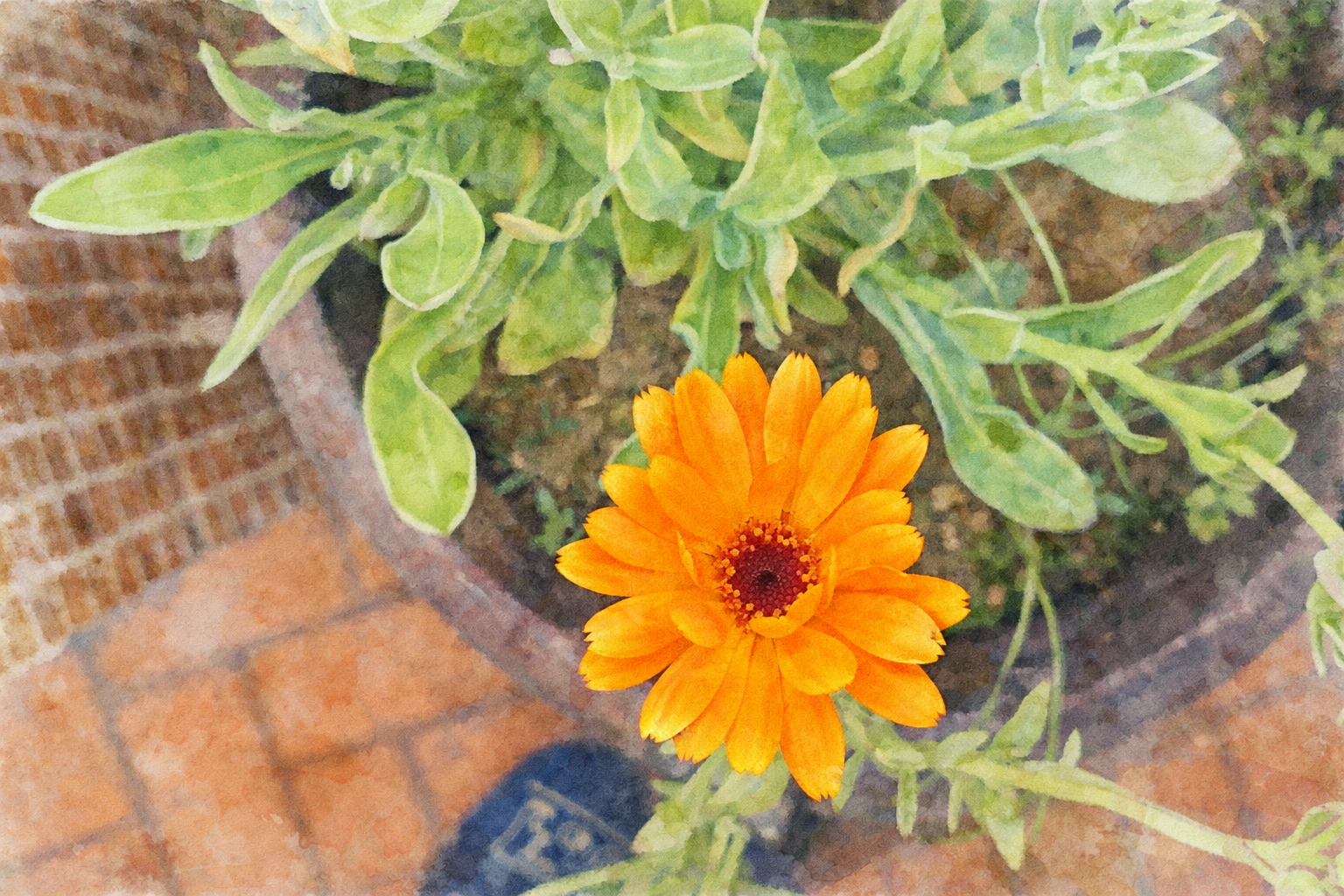 Saiba como desenhar um plano de sementeira para criar a sua horta ou jardim de sonho